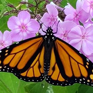 Meet your Posher, Misty